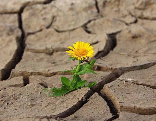 Flor saliendo de tierra árida representando resiliencia