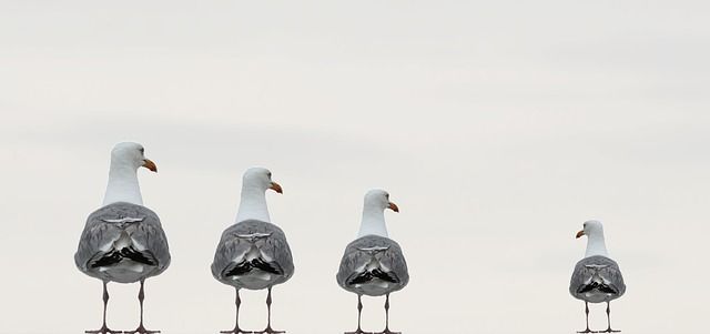 Cuatro pájaros el ultimo es mucho mas pequeño analogía de una autoestima baja